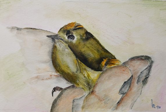 Nr. 01/25 "Wildvögel"