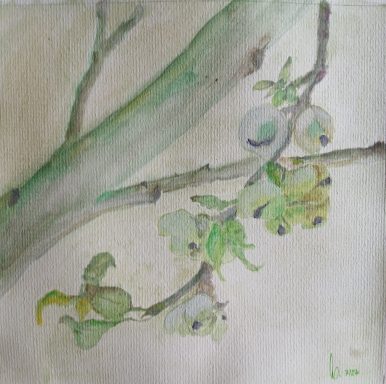 Nr. 102/24 "Baumfrüchte"